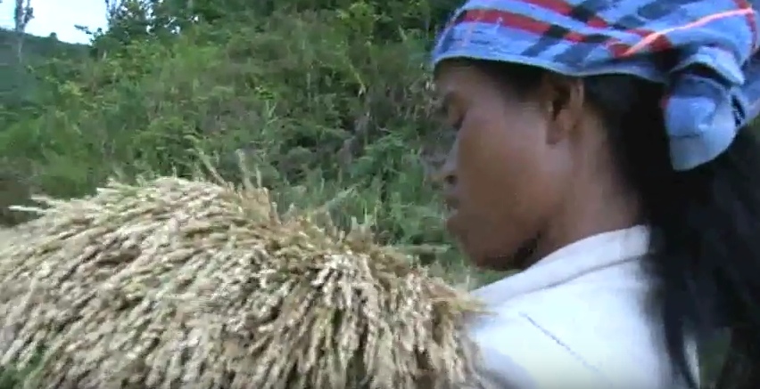 New rice feast of the H're people in Kon Tum province, Central Highlands of Vietnam