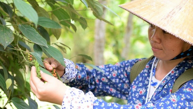 Tăng cường tính tự chủ của người nông dân thông qua canh tác nông-lâm nghiệp sinh thái
